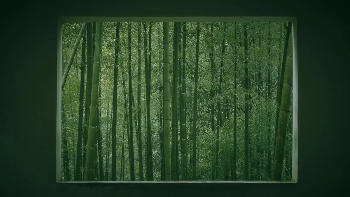 bamboo-forest