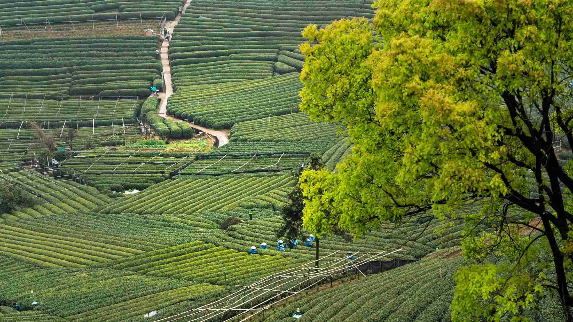 Tea pickers harvesting Dragon Well tea leaves in Longjing Village terraces