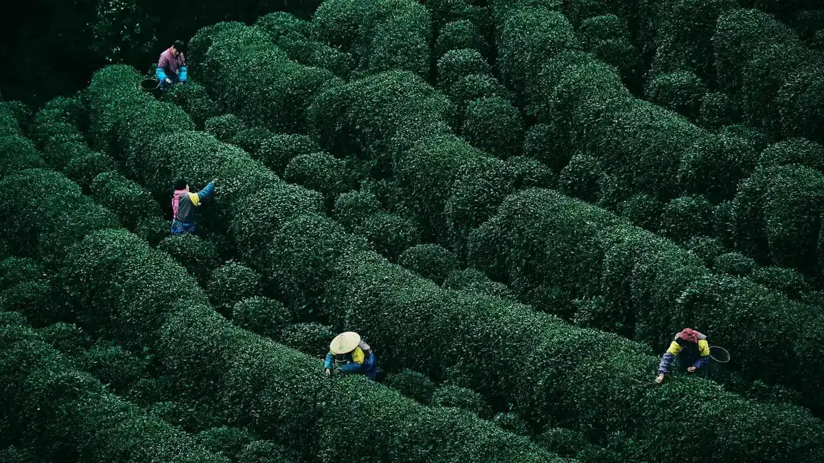Longjing tea plantation